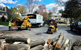 How Our Tree Care Process Works  in  Ferrysburg, MI