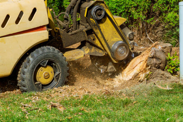 Trusted Ferrysburg, MI Tree Care Services Experts